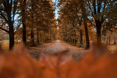 Trees in forest during autumn