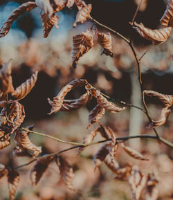 Close-up of dried beech leaves