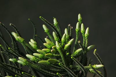 Close-up of fresh green plant