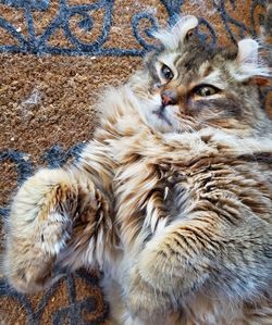 Close-up portrait of a cat