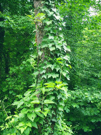 Trees growing in forest