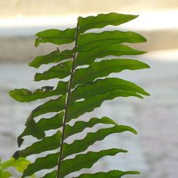 Close-up of leaves