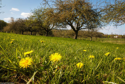 Yellow flowering plants on field