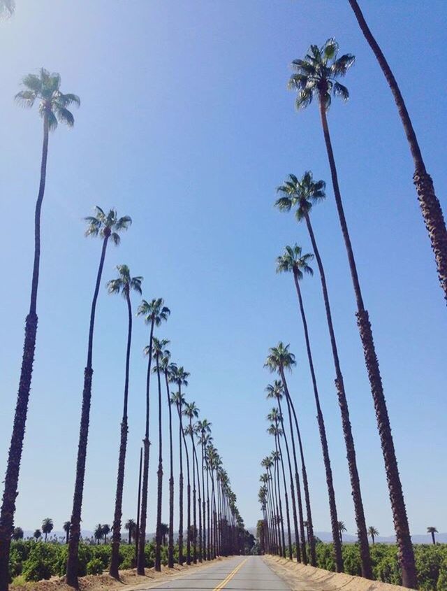 the way forward, palm tree, tree, clear sky, road, transportation, diminishing perspective, blue, vanishing point, tranquility, growth, nature, treelined, low angle view, sky, tree trunk, tranquil scene, long, copy space, outdoors