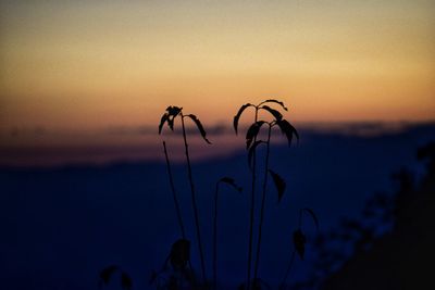 Close-up of silhouette plant against sea during sunset