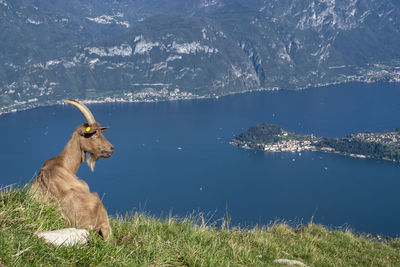 Goat standing on lake como