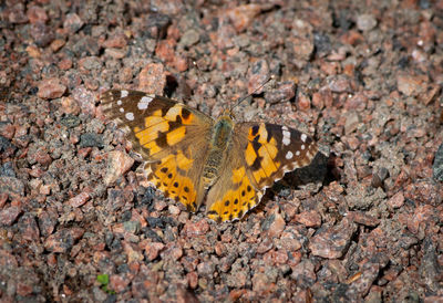 High angle view of butterfly