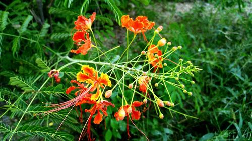 Close-up of orange flowers