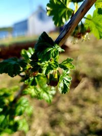 Close-up of red berries on plant