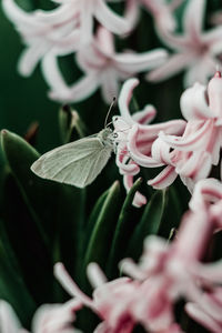 Close-up of butterfly on plant