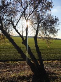 Tree on field against sky