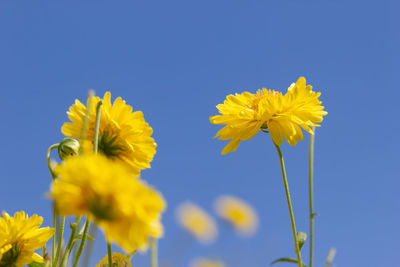 Low angle view of yellow flowering plant against clear blue sky