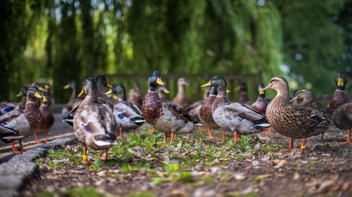 Flock of birds on land