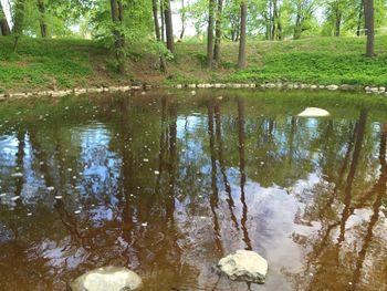 Reflection of trees in water