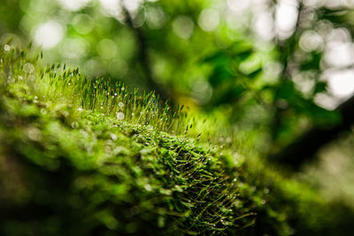 Close-up of wet plant leaves during rainy season