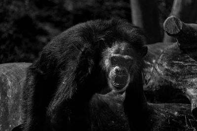 Close-up of monkey in forest