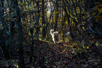 Dog running on field in forest