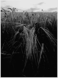 Close-up of wheat field against sky