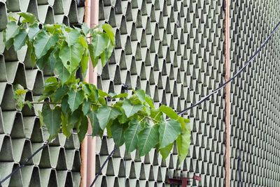 Plants growing at fence