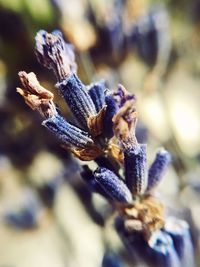 Close-up of spider on flower
