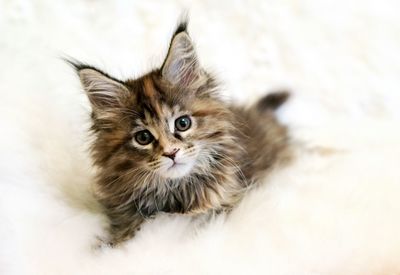 Close-up portrait of a cat