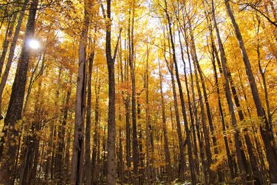 Low angle view of trees in forest during autumn