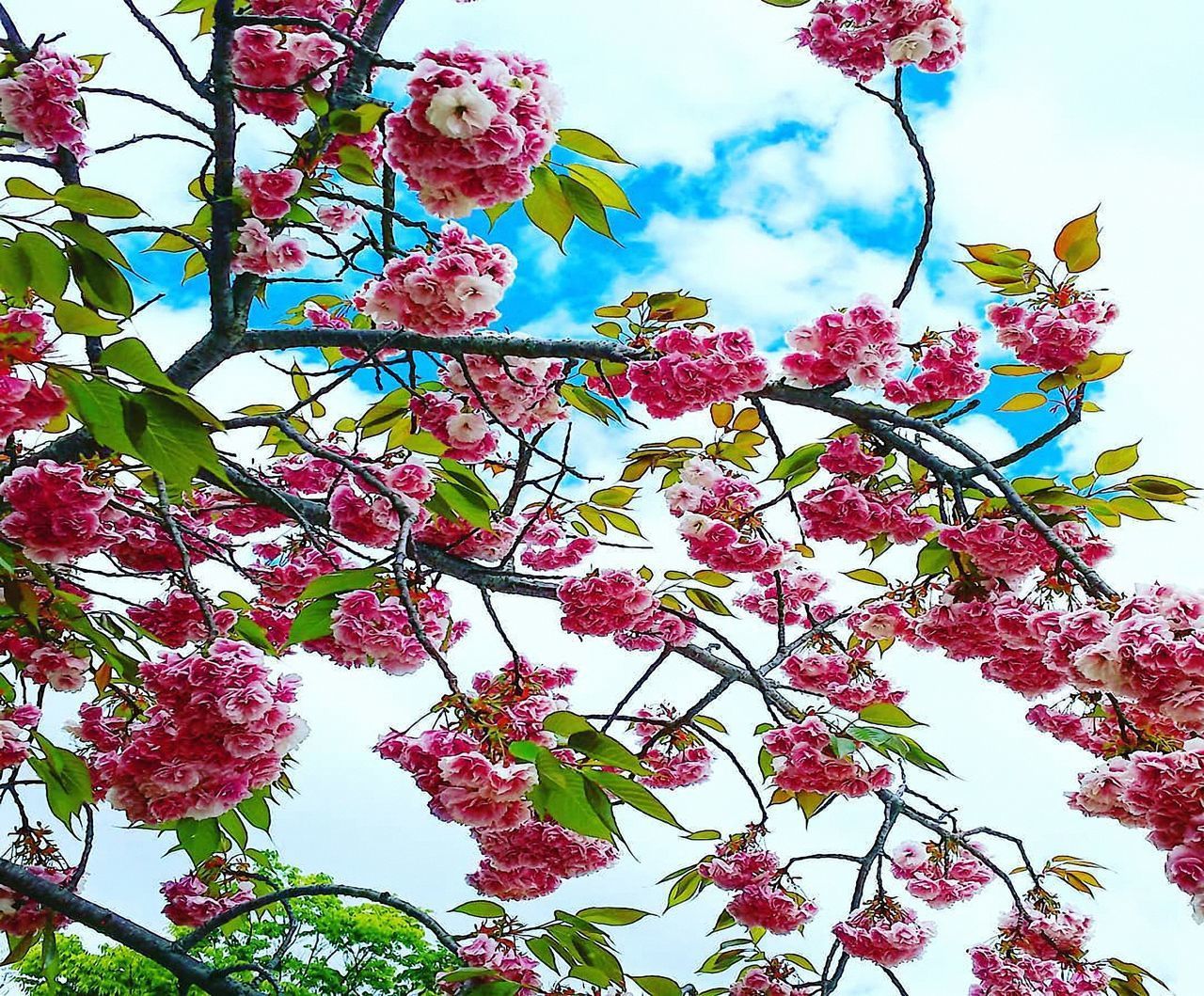 LOW ANGLE VIEW OF PINK FLOWERING TREE