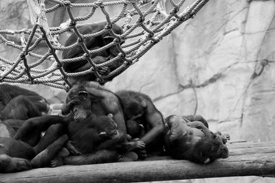 Chimpanzees by rope on wood at zoo