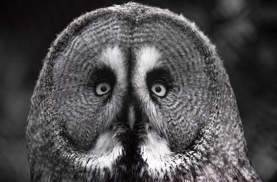 Close-up portrait of owl