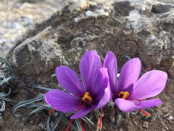 Close-up of crocus blooming outdoors