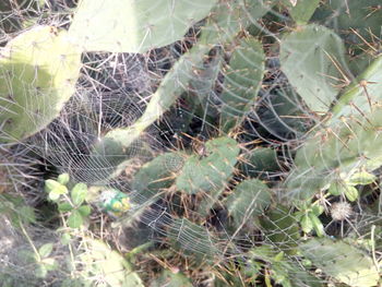 Full frame shot of spider web