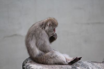 Close-up of monkey sitting on rock
