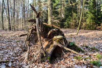 Horse by tree in forest