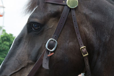 Close-up of horse