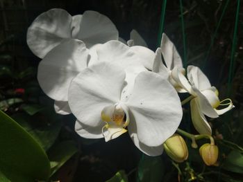 Close-up of white flowering plant