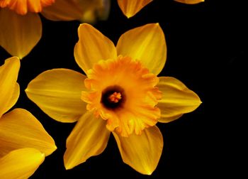 Close-up of yellow flower