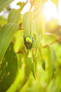 Close-up of insect on leaf