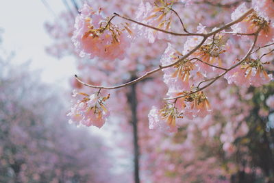 Close-up of pink cherry blossoms in spring
