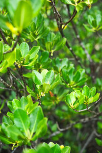 Close-up of green leaves on plant