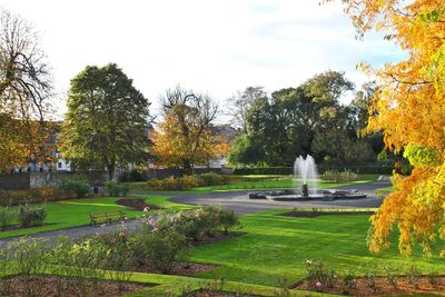Trees by grass against sky