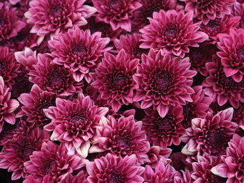 Full frame shot of pink flowering plants