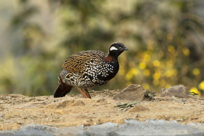 Close-up of bird perching on rock