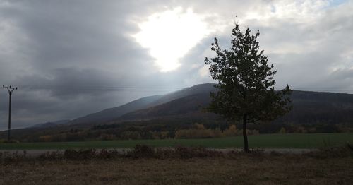 Trees on field against sky