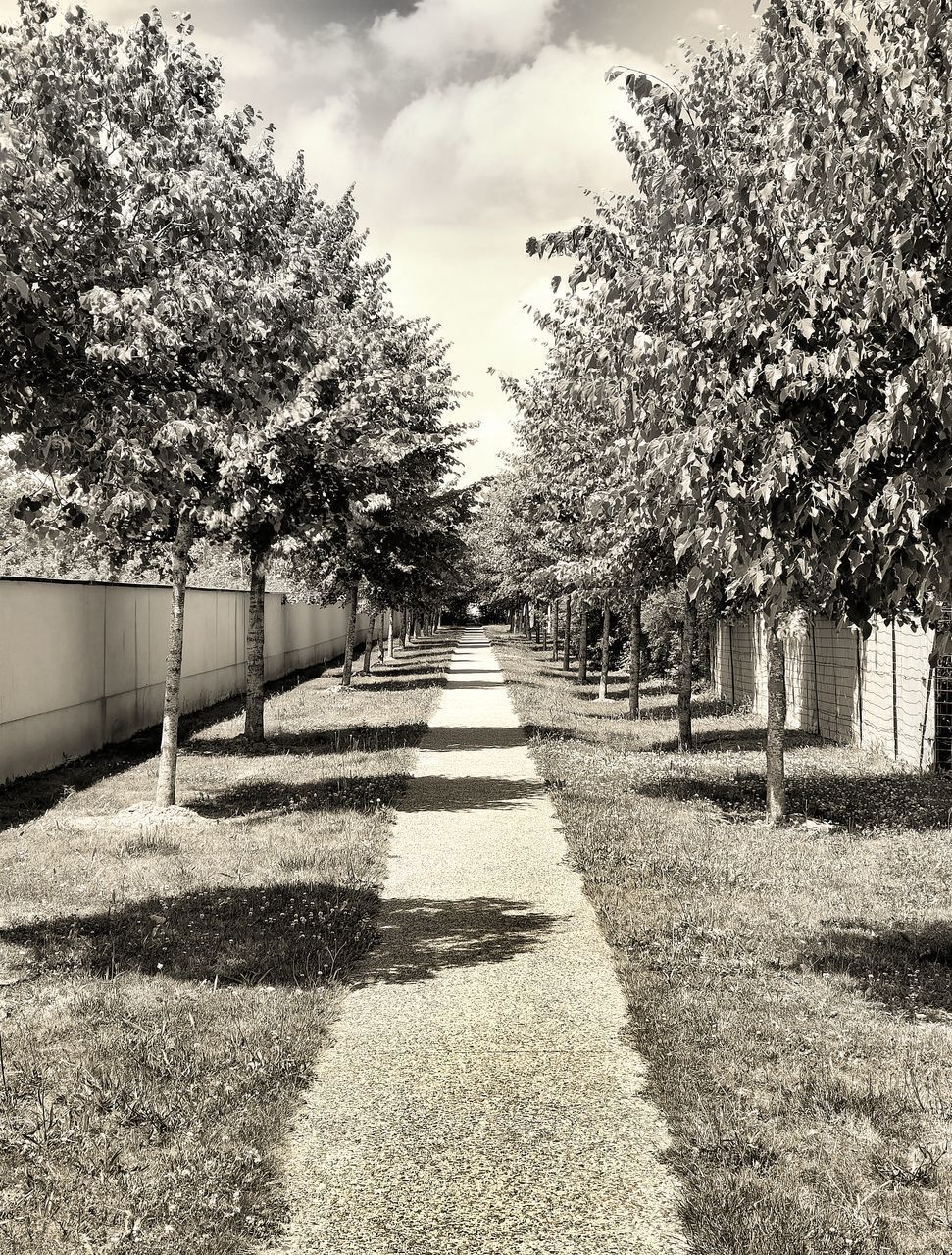 FOOTPATH BY TREES AGAINST SKY