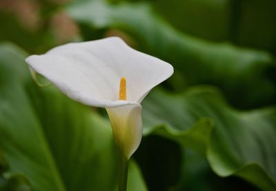 Close-up of white rose flower