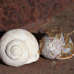 Close-up of snail on rock