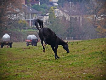 Horse running on field