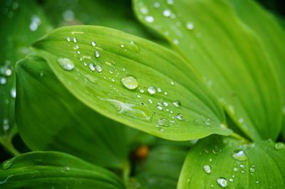 Close-up of water drops on leaves