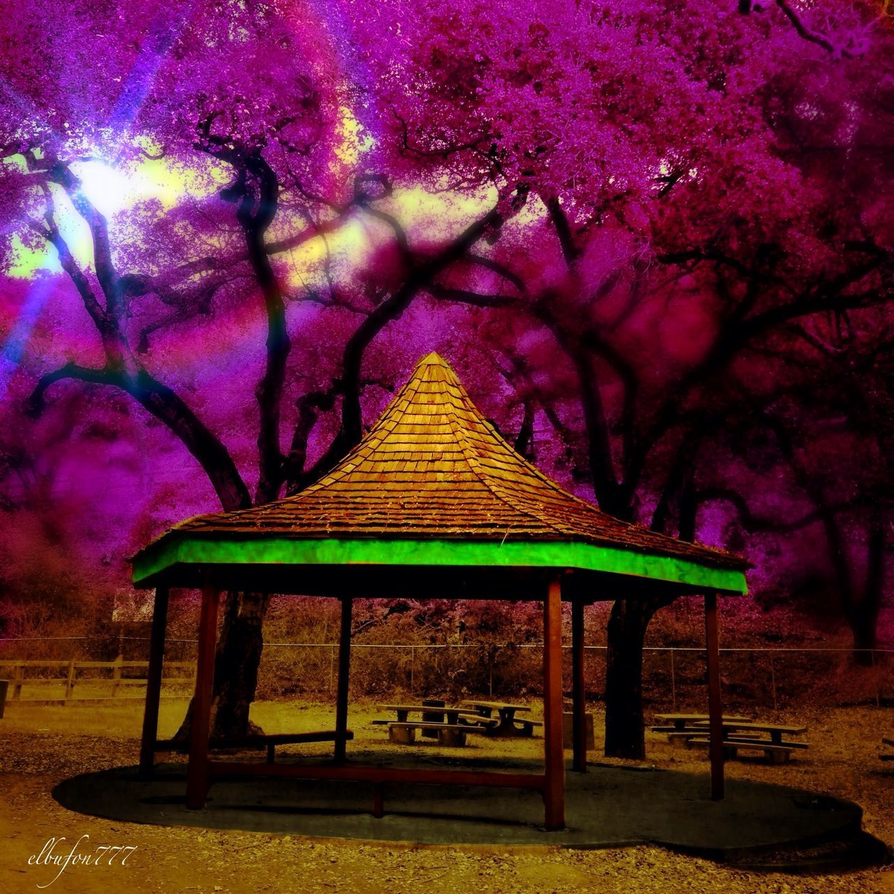 bench, tree, empty, chair, absence, park - man made space, pink color, nature, growth, tranquility, wood - material, park bench, sunlight, beauty in nature, table, seat, outdoors, flower, no people, shadow