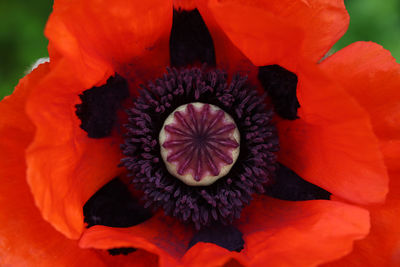 Close-up of red poppy flower